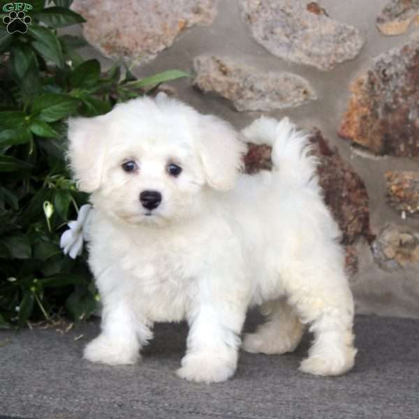 Kia, Bichon Frise Puppy