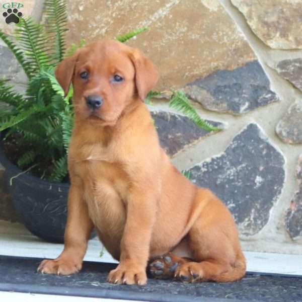 Kia, Fox Red Labrador Retriever Puppy