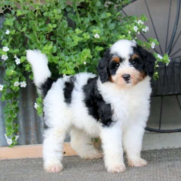 Kia – F1B, Mini Bernedoodle Puppy