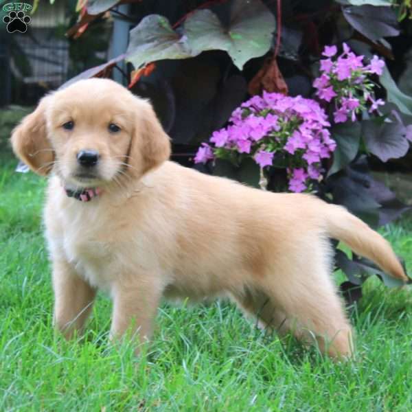 Kia, Golden Retriever Puppy