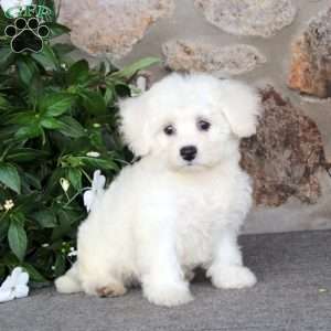 Kia, Bichon Frise Puppy