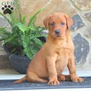 Kia, Fox Red Labrador Retriever Puppy