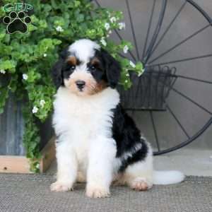 Kia – F1B, Mini Bernedoodle Puppy