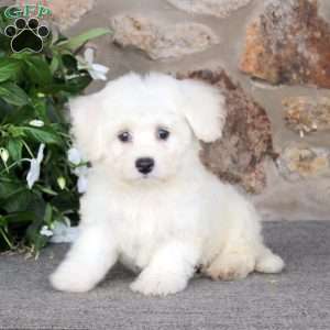 Kia, Bichon Frise Puppy