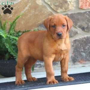 Kia, Fox Red Labrador Retriever Puppy