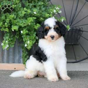 Kia – F1B, Mini Bernedoodle Puppy