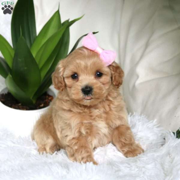 Kiara, Maltipoo Puppy