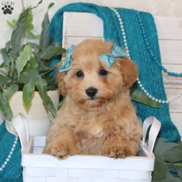 Kiara, Maltipoo Puppy