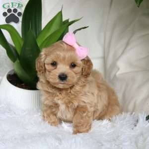 Kiara, Maltipoo Puppy