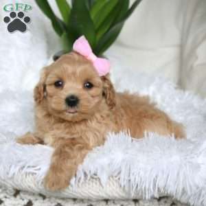 Kiara, Maltipoo Puppy