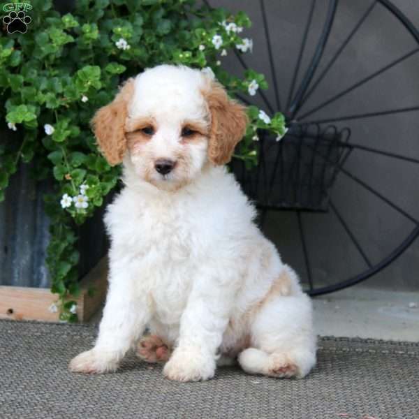 Kierra – F1B, Mini Bernedoodle Puppy