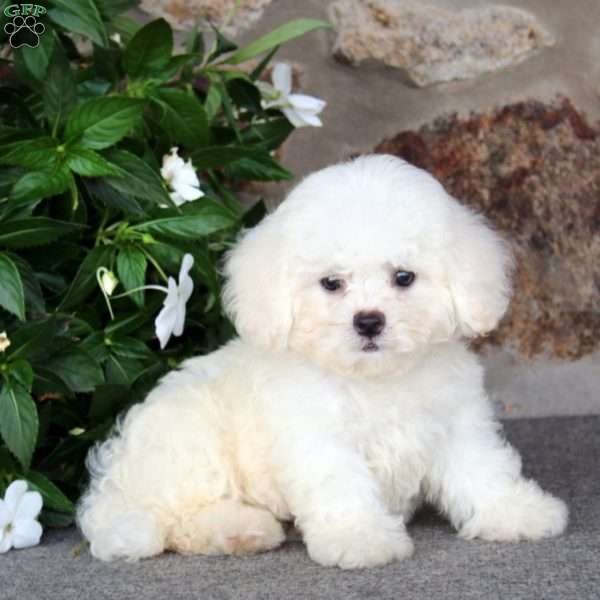 Kierra, Bichon Frise Puppy