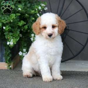Kierra – F1B, Mini Bernedoodle Puppy