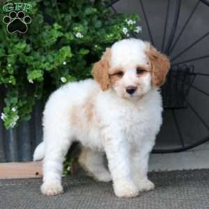 Kierra – F1B, Mini Bernedoodle Puppy