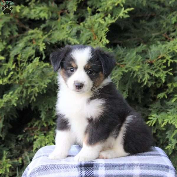 Kiersten, Miniature Australian Shepherd Puppy
