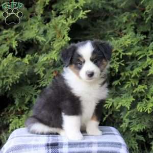 Kiersten, Miniature Australian Shepherd Puppy
