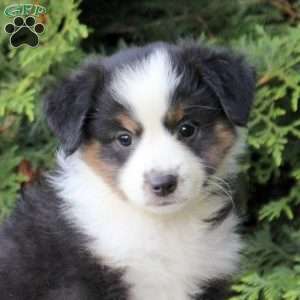 Kiersten, Miniature Australian Shepherd Puppy