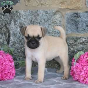 Kim, Jug Puppy
