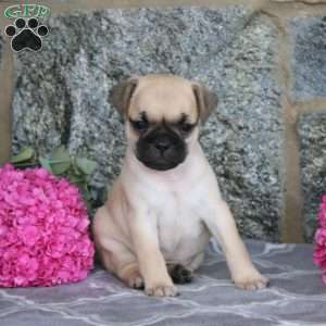Kim, Jug Puppy
