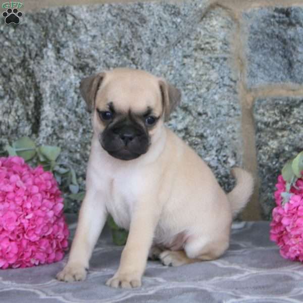 Kim, Jug Puppy