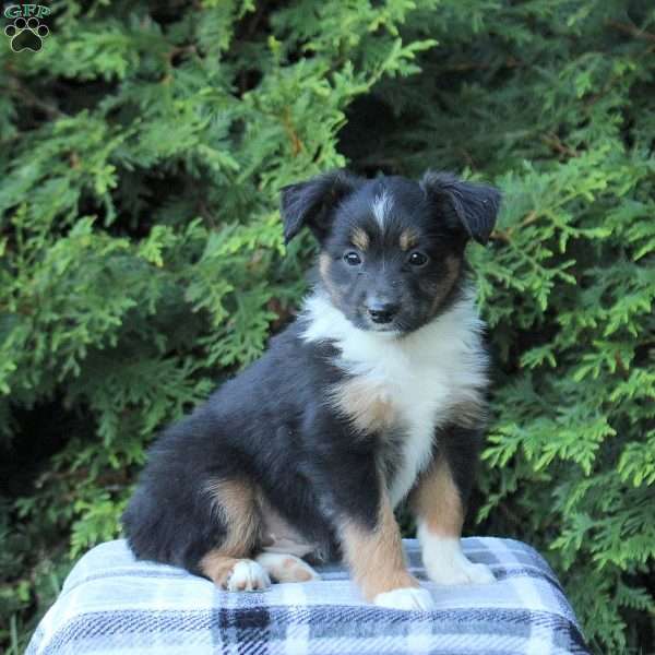 Kimberly, Miniature Australian Shepherd Puppy