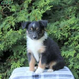 Kimberly, Miniature Australian Shepherd Puppy