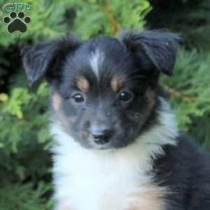 Kimberly, Miniature Australian Shepherd Puppy