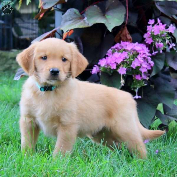 King, Golden Retriever Puppy