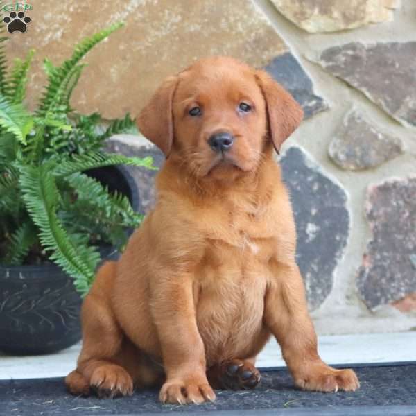 Kip, Fox Red Labrador Retriever Puppy