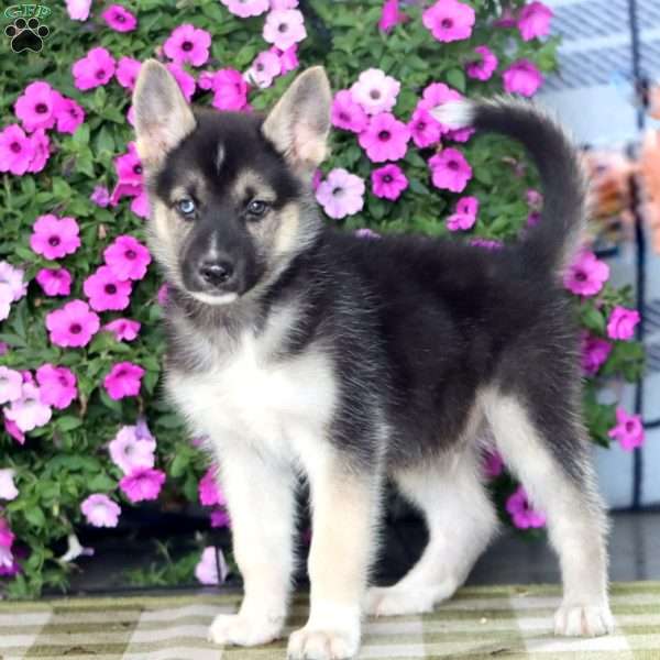 Kip, German Shepherd Mix Puppy
