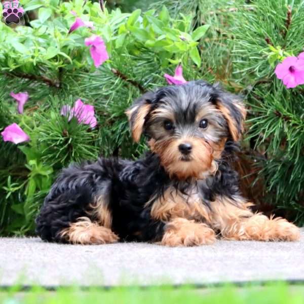 Kip, Yorkie Puppy