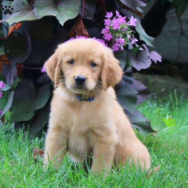 Kip, Golden Retriever Puppy
