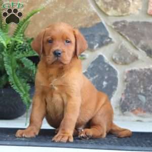 Kip, Fox Red Labrador Retriever Puppy