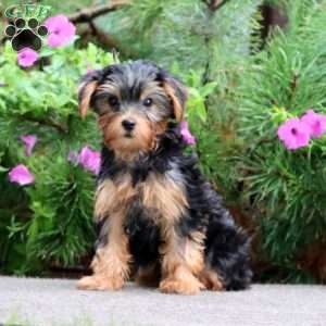 Kip, Yorkie Puppy