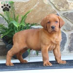 Kip, Fox Red Labrador Retriever Puppy