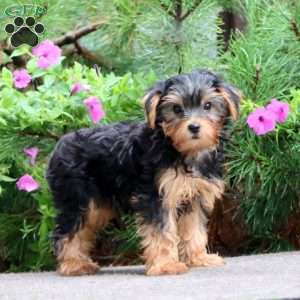 Kip, Yorkie Puppy