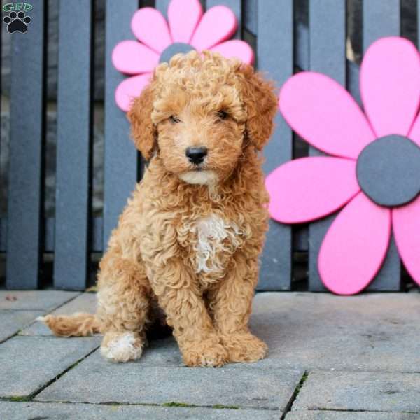 Kira, Mini Goldendoodle Puppy