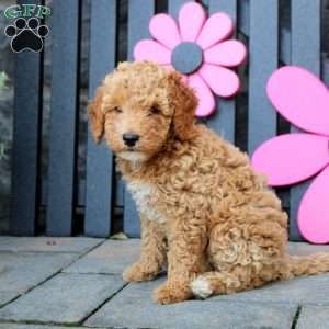 Kira, Mini Goldendoodle Puppy