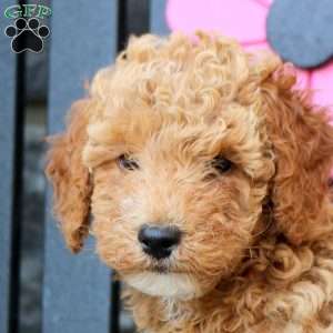 Kira, Mini Goldendoodle Puppy