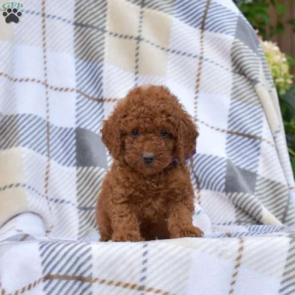 Kisses, Miniature Poodle Puppy