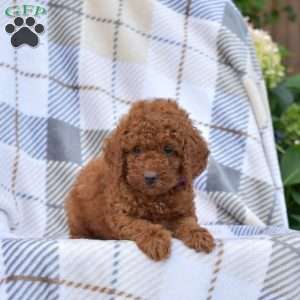 Kisses, Miniature Poodle Puppy