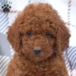 Kisses, Miniature Poodle Puppy