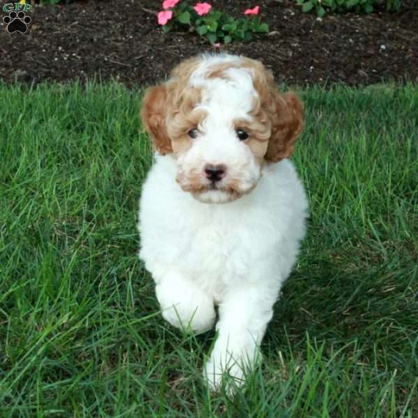 Kit, Mini Goldendoodle Puppy