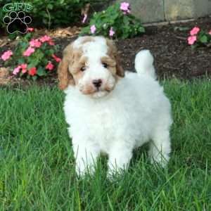 Kit, Mini Goldendoodle Puppy