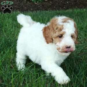 Kit, Mini Goldendoodle Puppy