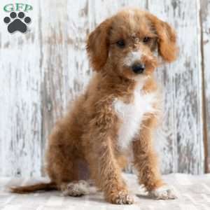 Klara, Mini Labradoodle Puppy