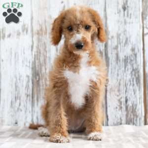 Klara, Mini Labradoodle Puppy