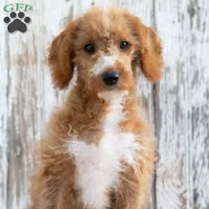 Klara, Mini Labradoodle Puppy