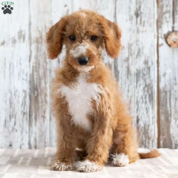 Klara, Mini Labradoodle Puppy