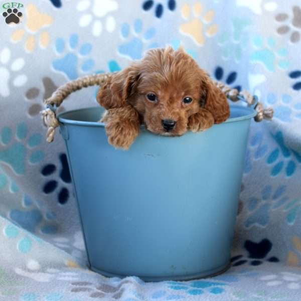 Klondike, Cavapoo Puppy
